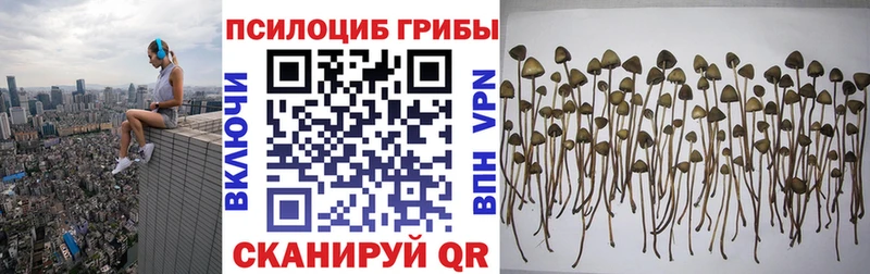 Псилоцибиновые грибы Psilocybine cubensis  Называевск 